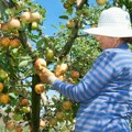 Nudi voćnjak na 4 hektara za "smešnu" cenu! "Biznis u Slankamenu već razvijen, još samo kupac da se nađe, a cena uuu..."
