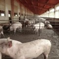 Tanasković: Eutanazirano 31.400 svinja, uskoro odjava zaraze u pet mesta