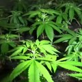 U Kladovu otkrivena laboratorija za uzgoj marihuane u veštačkim uslovima: Uhapšen osumnjičeni