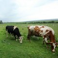 U Srbiji ima 80.000 fantomskih krava