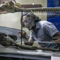 У Перуу пронађен фосил речног делфина старог 16 милиона година