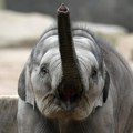 Nemačkoj je zaprećeno: Poslaćemo vam 20.000 slonova