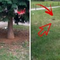 Vladimir snimio "kapitalca" blizu zgrade u kojoj živi: "Pomislio sam da je veverica i hteo da pokažem detetu"