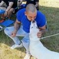 Maza sa snagom boksera: Zavolite dogo argentino