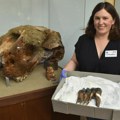 SAD: Žena iz Kalifornije pronašla na plaži dugačak prastari zub mastodonta