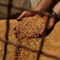 Pekari mese po svom: Pšenica 50 odsto jeftinija, cena hleba na istom