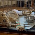 Srce da prepukne: Veterinari Zoo vrta Palić objavili novi snimak lavice, mladunče i dalje kritično