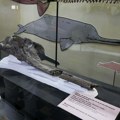 FOTO: Fosil rečnog delfina star 16 miliona godina pronađen u Peruu
