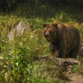 Medved nepozvan upao na sahranu i izazvao haos i paniku među meštanima (VIDEO)