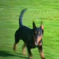 Neočekivan gost na "Čika dači" Pas utrčao na teren, pretrčao sve fudbalere i odšetao na drugu stranu (video)
