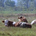 Držanje krava na otvorenom ima višestruke prednosti