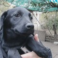 Ne kupuj, udomi hrabrog Palčeta i pruži mu život kakav zaslužuje.🐶💚 Ne kupuj, udomi