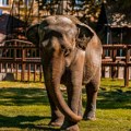 Uginula slonica Tvigi jedna od najstarijih stanovnica Beo Zoo vrta