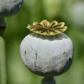 Proizvodnja opijumskog maka u Avganistanu opala za 95 odsto