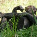 Bolesne šimpanze same se leče lekovitim biljem