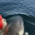 Morsko čudovište izronilo kod plaže Zver od 800 kila uhvaćena kod popularnog letovališta, turisti u panici! (video)