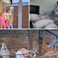 Petočlana porodica Laslo batalila Nemačku i došla u Vojvodinu: Ovo im je promenilo život iz korena