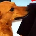 Vidovita Nina predvidela ishod utakmice Kanada - Bosna i Hercegovina, evo šta je odabrala omiljena ljubimica!