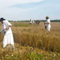 Ovako se nekada kosilo: Mužlja organizuje tradicionalni „Žetelački dan“