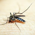 Prvi slučaj groznice Zapadnog Nila registrovan u Bugarskoj