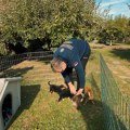 Vučić pronašao napuštene štence, pa doneo odluku: Dva ostaju kod njega, a građane zamolio za pomoć (video)