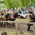 Štraparijada u Dulenu kod Kragujevca: Takmičenje konja u izvlačenju debala