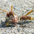 Najezda stršljena u Rimu: Pogoduje im visoka temperatura i prljave ulice