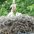Broje gnezda belih roda: Paraćin se pridružio 8. Međunarodnom popisu strogo zaštićene vrste ptica