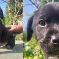 Simba traži svoju porodicu i dom – Ne kupuj, udomi za ljubav