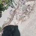 Poskok snimljen u Srbiji, otrovnicu svi odmah prepoznali! Ekološko društvo u ovom gradu izdalo upozorenje