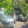 Palo drvo kod osnovne škole u Beogradu: Automobil smrskan, drama na Karaburmi (Video)