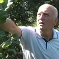 Zoran razvio biznis koji širi na tržište Austrije: Uzgaja biljnu kulturu koja postaje sve isplativija u Srbiji
