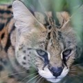 Serval pobegao iz zoološkog vrta u Krefeldu