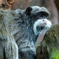 Ukradene bebe carskog tamarina iz francuskog zoološkog vrta