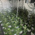 Pronađena laboratorija marihuane i oprema među kojom su i filteri za skrivanje mirisa: Velika akcija policije u Smederevu