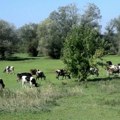 Помоћ сточарима: Општина Голубац додељује бесповратна средства