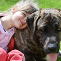 Na jednom psu spavala, a drugi je čuvao Pronađena devojčica koja se izgubila sa 2 kućna ljubimca