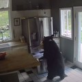 VIDEO: Medved ušao u kuću, iz zamrzivača ukrao lazanje i utekao