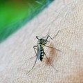 Denga groznica: Simptomi, lečenje i prevencija bolesti koju prenose komarci!