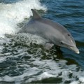 Movsesijan (PSG): Vučić najavljuje delfinarijum dok građani nemaju pijaću vodu