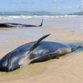 Potresan prizor Na obali Škotske nasukalo se i uginulo najmanje 65 kitova