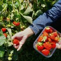 Sajam voća Agro Belgrade počinje u petak