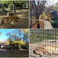 U palićkom zoološkom vrtu niče učionica u prirodi Foka uživa, tapiri se skrivaju: Ko sve ostaje napolju kad stigne jesen?