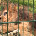 Kraj jednog kraljevstva! Uginuo Djibo - najstariji lav u Evropi koji je prkosio biologiji (video)