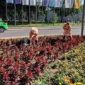 Ekipe „Mediane“ danas na terenu širom Niša: Nastavlja se uređenje parkova, zelenih površina i ulica