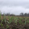 Silosi puni pšenice – glodari napravili štetu na usevima