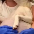 Priča o ovom psu će vas dirnuti Napuštena ženka samo što se nije okotila, snimak tera suze na oči (video)