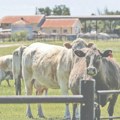 Zahtevi farmera nisu u skladu s mogućnostima države