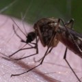 U delovima Beograda predveče suzbijanje komaraca