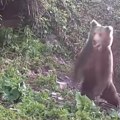 Medvedi se približavaju ljudima na Šar planini! Izdato hitno upozorenje